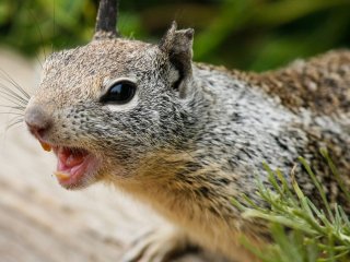 Мережі підкорила білка, яка не злякалася оленя (ВІДЕО)