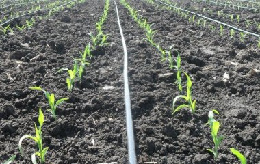 Коли садити кукурудзу у відкритий грунт: сприятливі та несприятливі дні 2026 року