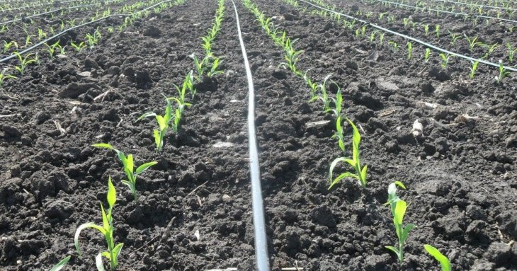 Коли садити кукурудзу у відкритий грунт: сприятливі та несприятливі дні 2026 року