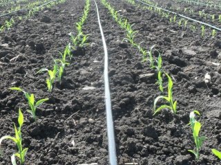 Коли садити кукурудзу у відкритий грунт: сприятливі та несприятливі дні 2026 року