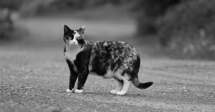 Лікування від сказу не існує: чим він загрожує та як уберегтися