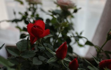 2 типа растений-«мужегонов»: не держи эти цветы дома, чтобы не отпугнуть счастье