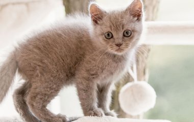Мережі зворушили кошенята, що засинають тільки разом (ВІДЕО)