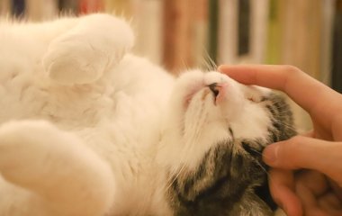 Чотири причини, чому потрібно розмовляти зі своєю кішкою