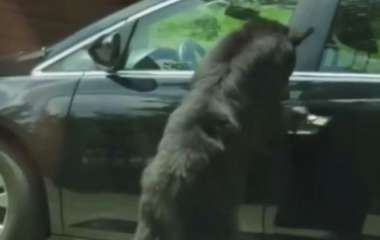 Умный медведь удобно устроился в автомобиле (ВИДЕО)