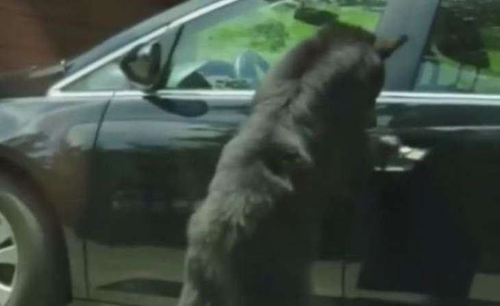 Умный медведь удобно устроился в автомобиле (ВИДЕО)