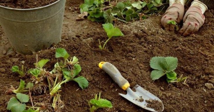 Коли та як садити полуницю восени: кінець серпня — ідельний час для цього