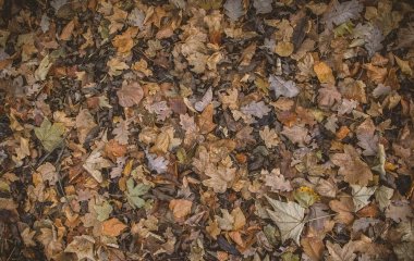 Куди подіти опале листя восени: перетворіть його на цінне добриво