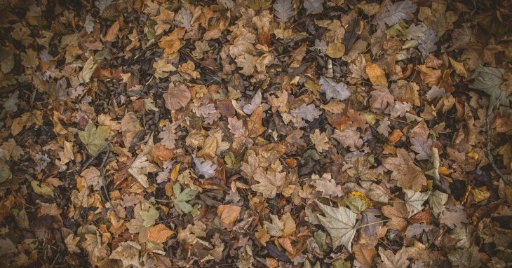 Куди подіти опале листя восени: перетворіть його на цінне добриво