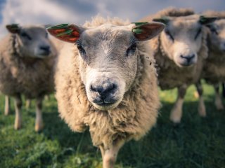 Сеть насмешила овца, решившая стать постояльцем гостиницы (ВИДЕО)