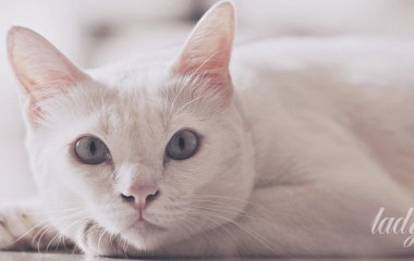 Чому ваш кіт не дає спати: що означає нічне нявкання і коли варто звернутися до ветеринара