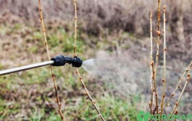 Чим обробити смородину навесні від шкідників і хвороб  