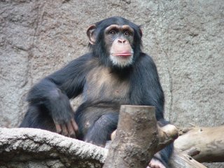 Сети насмешила реакция шимпанзе на внезапное знакомство с черепахой (ВИДЕО)