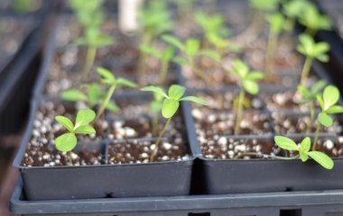 Візьміть популярний аптечний засіб і замочіть в ньому насіння — зійде абсолютно все, навіть старе