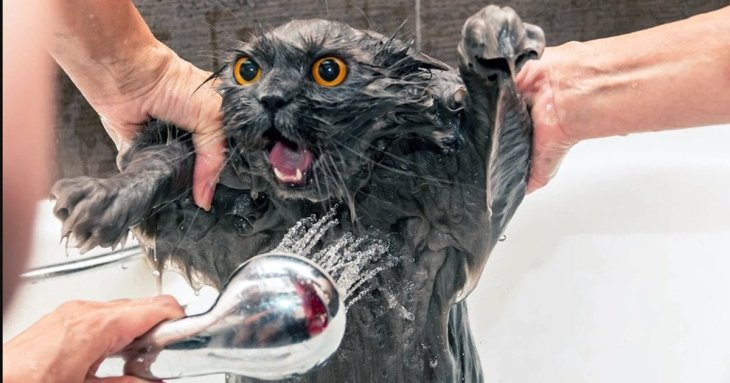 Як покупати кота і залишитися живим: покрокова інструкція без сліз та подряпин