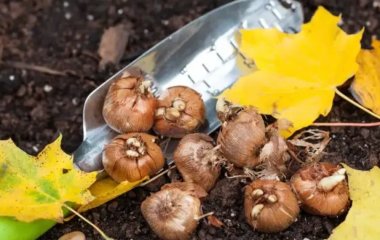 Посадіть ці квіти в жовтні — і весною ваш сад перетвориться на кольоровий рай