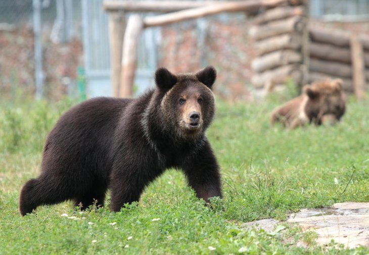 В США медвежонок искупался в декоративном пруду (ВИДЕО)
