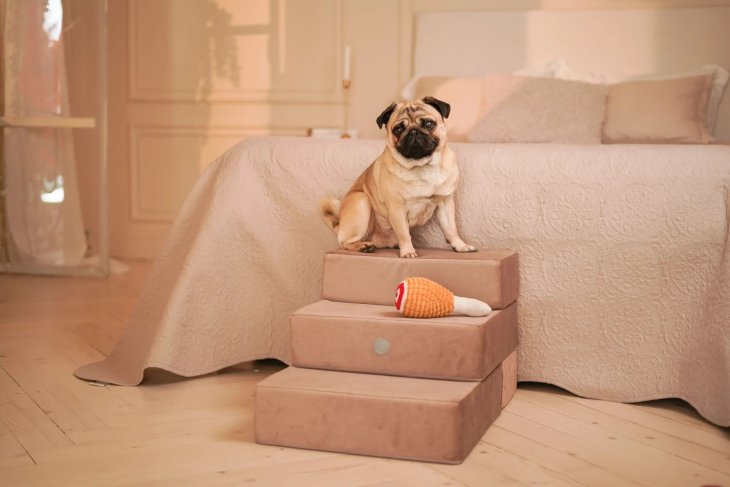 Топ-5 товаров для собак от Harley & Cho