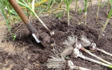 Що посадити після часнику: як отримати другий врожай та захистити грядку