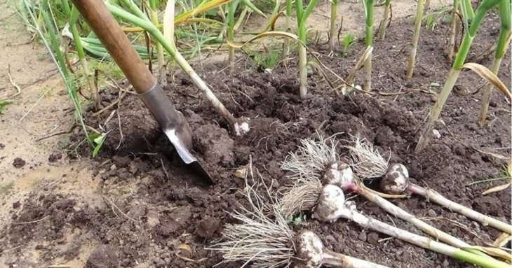 Що посадити після часнику: як отримати другий врожай та захистити грядку