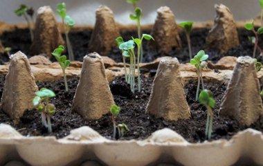 Місячний посівний календар на січень 2025 року: сприятливі й несприятливі дні, фази місяця