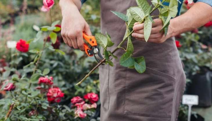 Как правильно ухаживать за розами осенью: советы садоводов