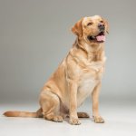 Лабрадорам хватило всего лишь одного часа, чтобы распотрошить диван (ФОТО)