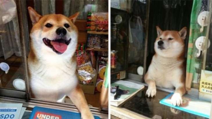 Сеть покорила «говорящая» собака из Японии (ВИДЕО)
