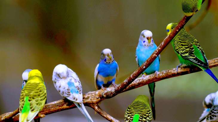 Как ухаживать за попугаями