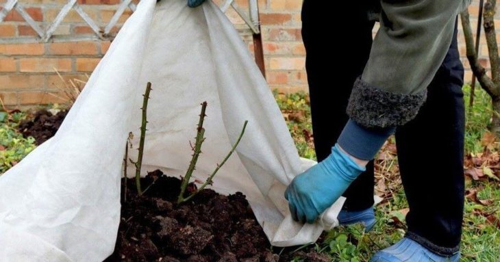 Як правильно накрити троянди, щоб добре перезимували та пишно цвіли наступного сезону