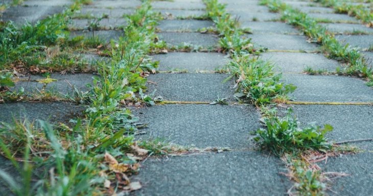 Трави не буде до наступного року: як знищити бур’яни між плиткою — найкращі способи