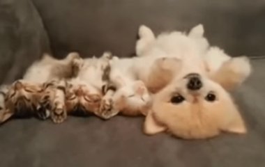 Сети покорил щенок, который боится разбудить котят (ВИДЕО)