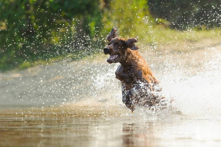 Эффектный прыжок в воду неуклюжего пса повеселил Сеть (ВИДЕО)