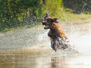 Ефектний стрибок у воду незграбного пса порадував Мережа (ВІДЕО)