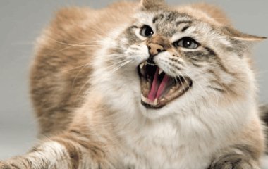 «Йошкин кот», «ядрена вошь»: що означають ці російські фразеологізми та їхні колоритні відповідники в українському мовленні
