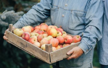 Эксперты объяснили, как правильно хранить яблоки: будут свежими шесть недель