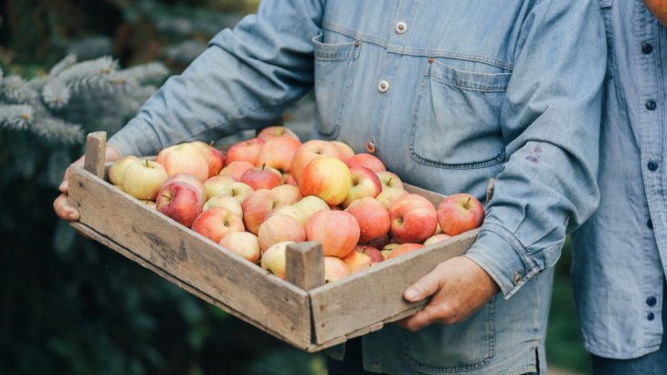 Експерти пояснили, як правильно зберігати яблука: будуть свіжими шість тижнів