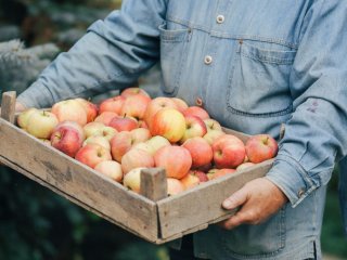 Эксперты объяснили, как правильно хранить яблоки: будут свежими шесть недель