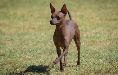Собака потішив енергійним танцем на стільці