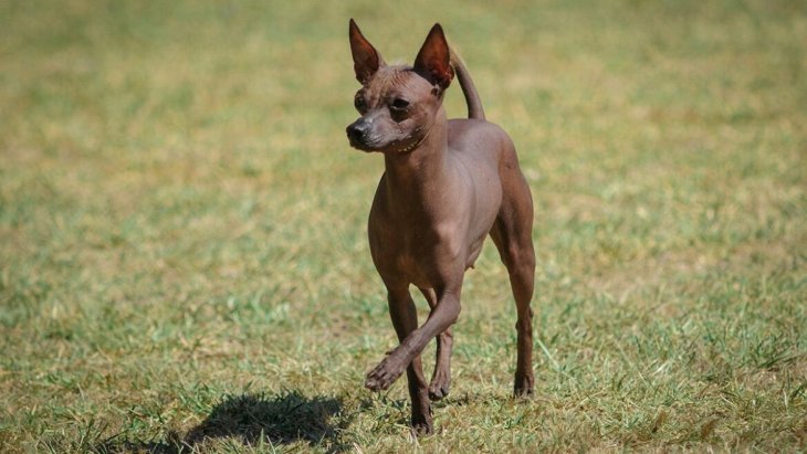 Собака потішив енергійним танцем на стільці