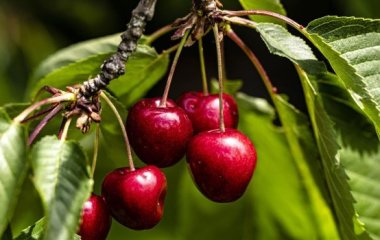Сложно, но возможно: как вырастить черешневое дерево из косточки