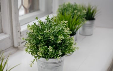 Топ-5 растений которые увлажняют воздух