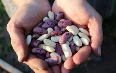 Кращі замінники м'яса: рослинні продукти, багаті на білок