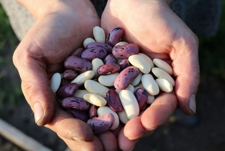 Кращі замінники м'яса: рослинні продукти, багаті на білок