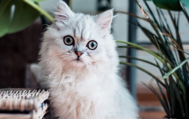 Танцующий кот стал звездой мемов (ФОТО)