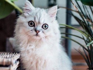 Танцующий кот стал звездой мемов (ФОТО)