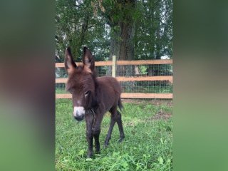 Поліцейський зайшов на чуже пасовище і застрелив улюбленця родини: що сталося