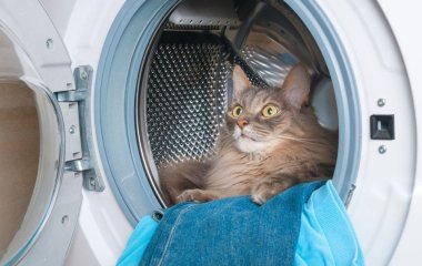 Зниклі шкарпетки та неприємні запахи під час прання: чому це трапляється та як уникнути
