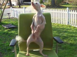 Собака потішив енергійним танцем на стільці (ВІДЕО)