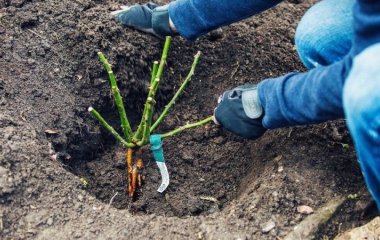 Коли та як садити троянди восени: основні правила, яких потрібно дотримуватися